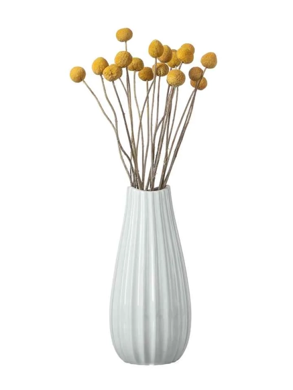 Краспедия сухоцвет (20 шт) М048