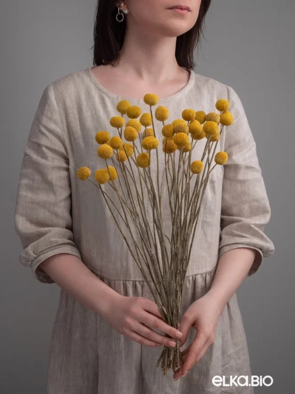 Краспедия (40 шт) 40-50 см М249