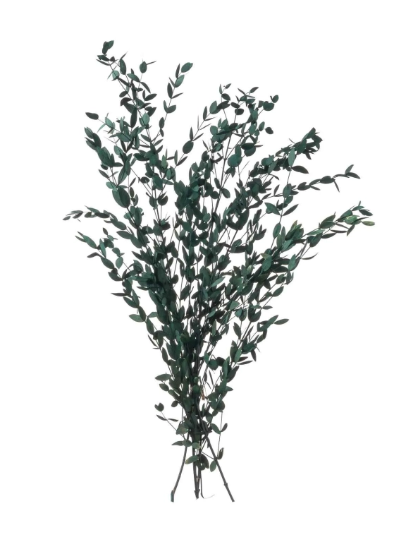 Эвкалипт Парвифолия изумрудный (3-5 шт) М055