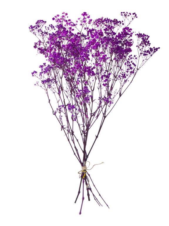  Гипсофила сиреневый 100 - 115 г. Первый сорт - стабилизированная