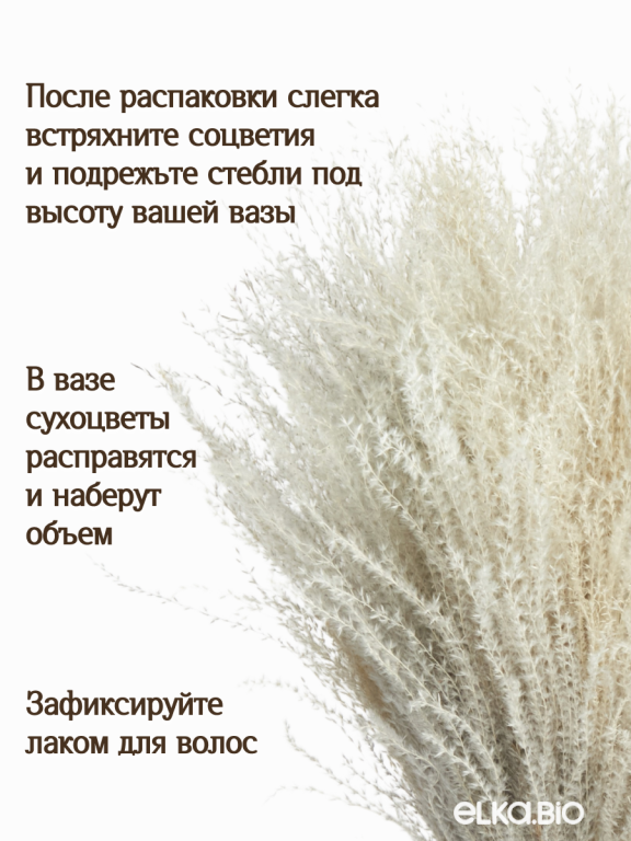 Мискантус серый 30 шт. Высший сорт М279