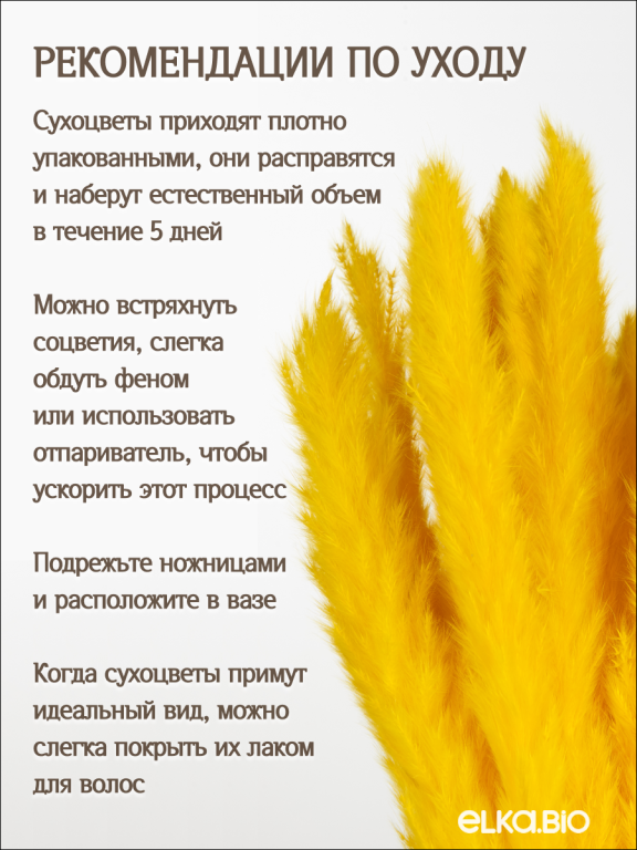 Пампас мини жёлтый 15 шт. Высший сорт. Высота 40-50 см. М137