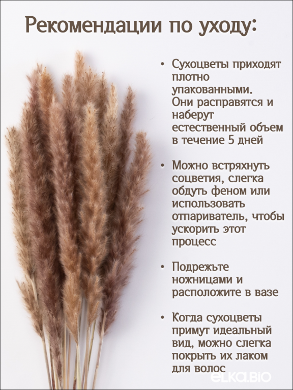 Пампас мини натуральный 15 шт. Высший сорт. Высота 40-50 см. М031
