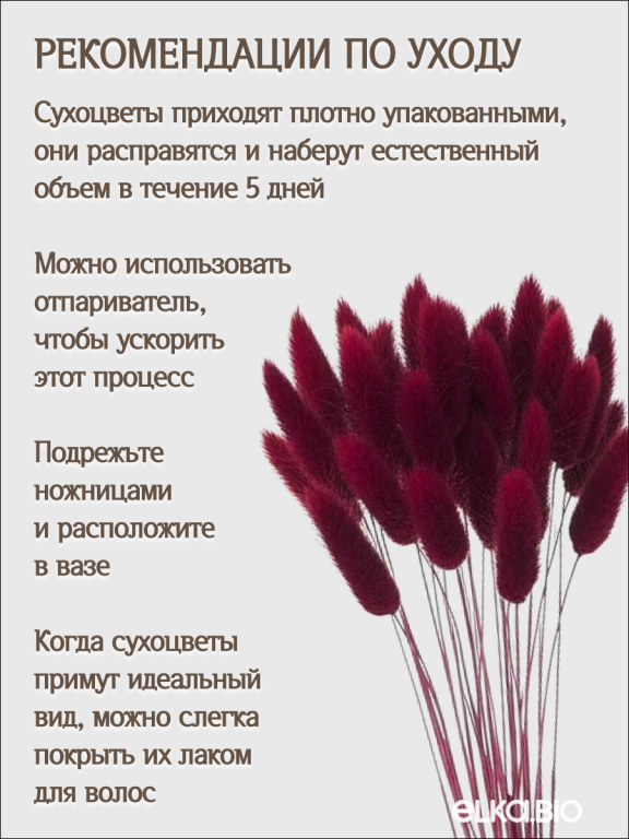 Лагурус бордовый марсала 30 шт. Высший сорт. Высота 25-35 см М473