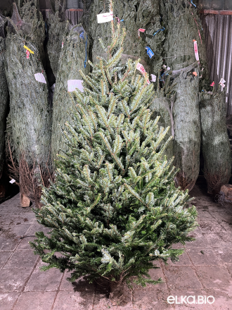 Пихта Фразера срезанная 2.00 - 2.25