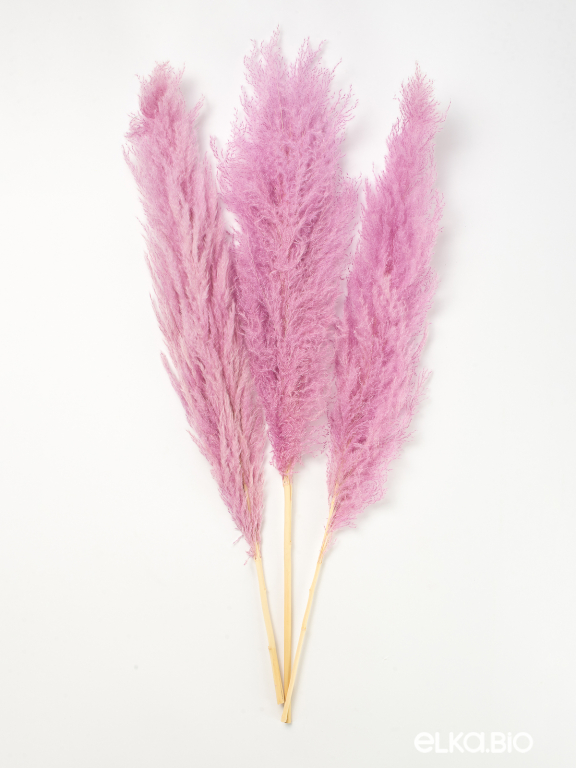 Пампасная трава кортадерия сиреневая (3шт) М156