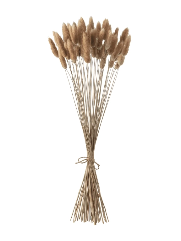 Лагурус натуральный первый сорт - 300 шт