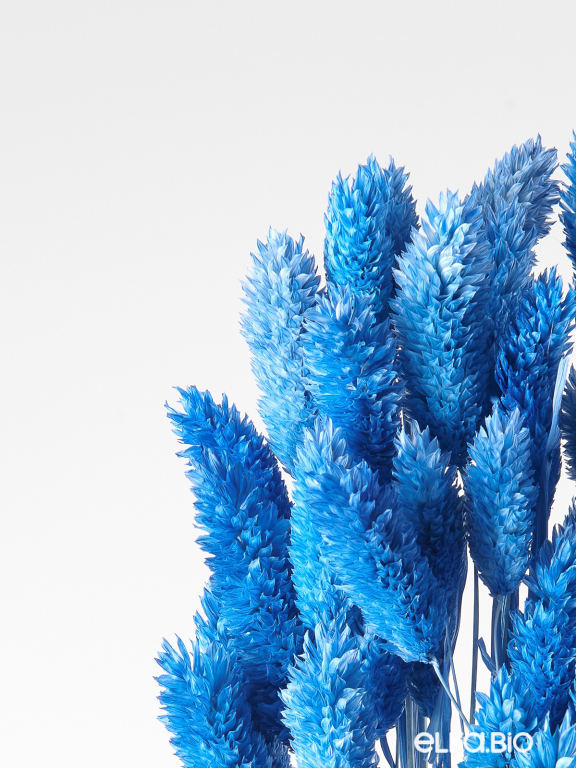 Фалярис тёмно-голубой (40шт) М117