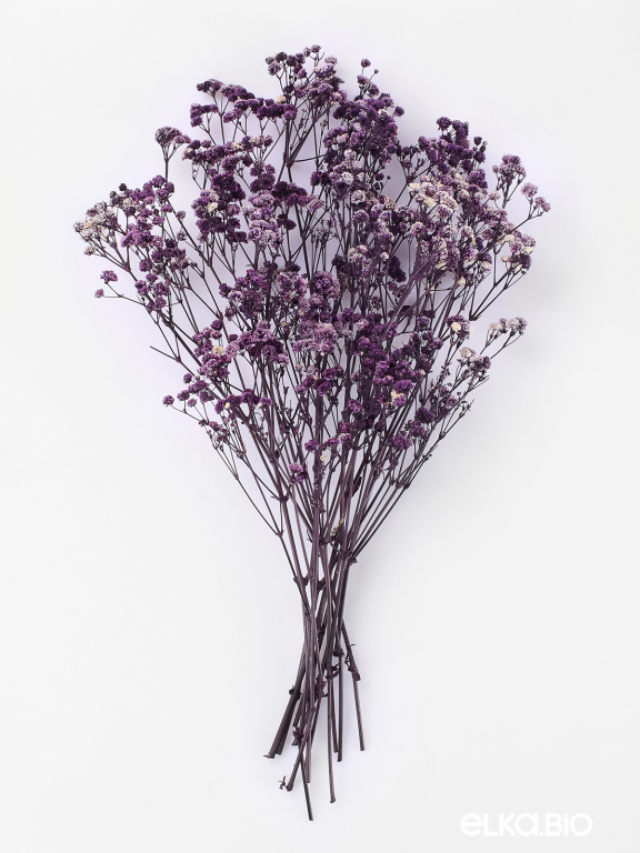 Гипсофила стабилизированная фиолетовая 50 гр. высший сорт М180