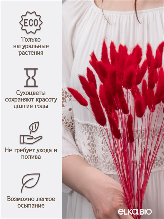 Лагурус красный 60 шт. Высший сорт. Высота 25-35 см М229