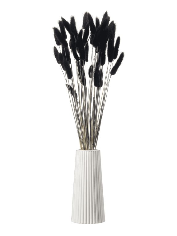 Лагурус черный первый сорт - 300 шт