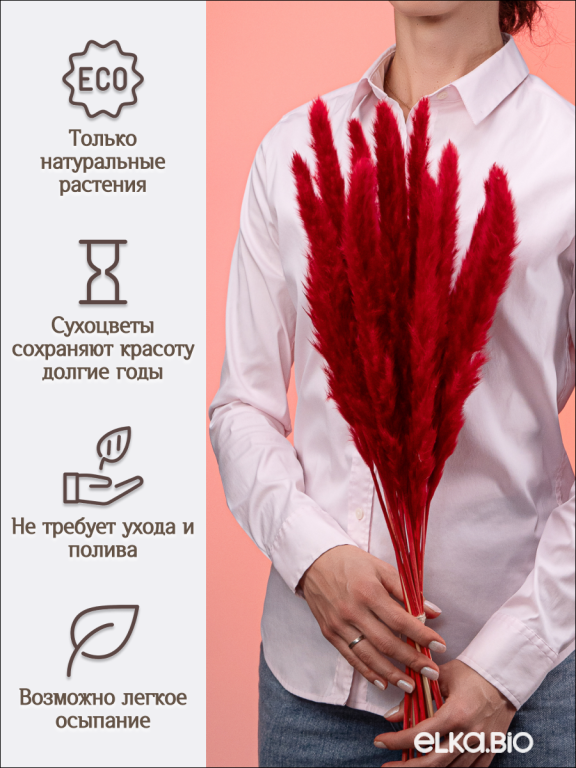 Пампас мини тёмно-красный 15 шт. Высший сорт. Высота 40-50 см. М131