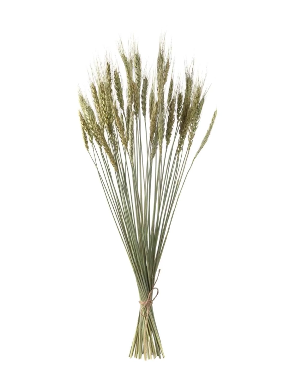 Пшеница зелёная (40 шт) М047 Пшеница зелёная (40 шт) М047