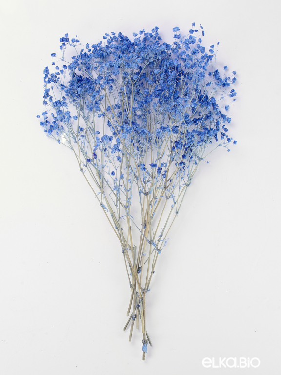 Гипсофила стабилизированная синяя 50 гр. высший сорт М177