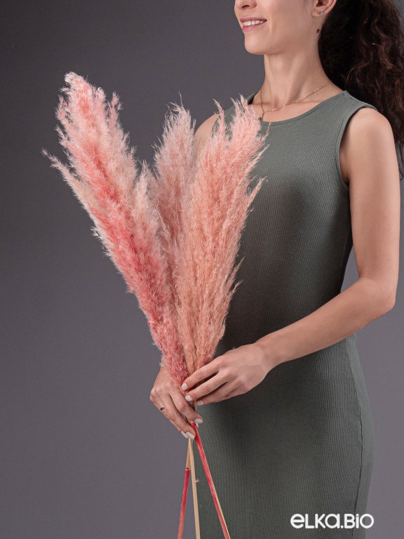 Пампасная трава кортадерия розовая (3 шт) М153