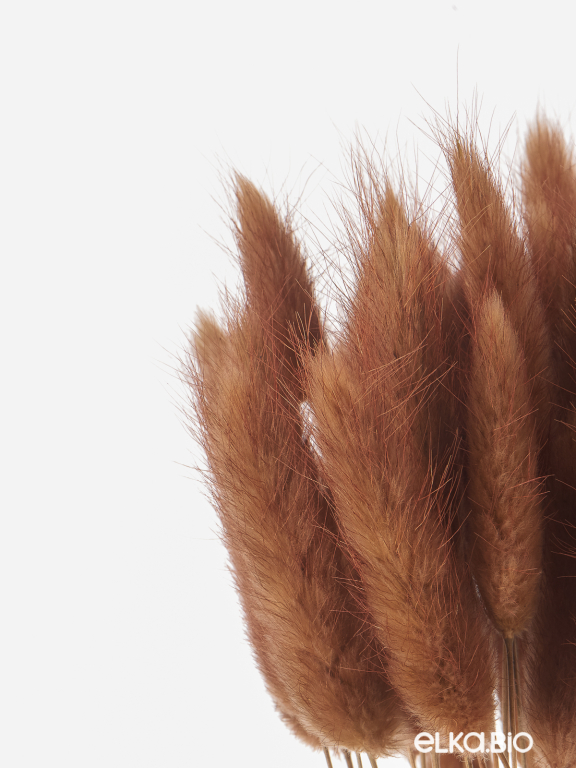 Лагурус шоколадный первый сорт - 300 шт