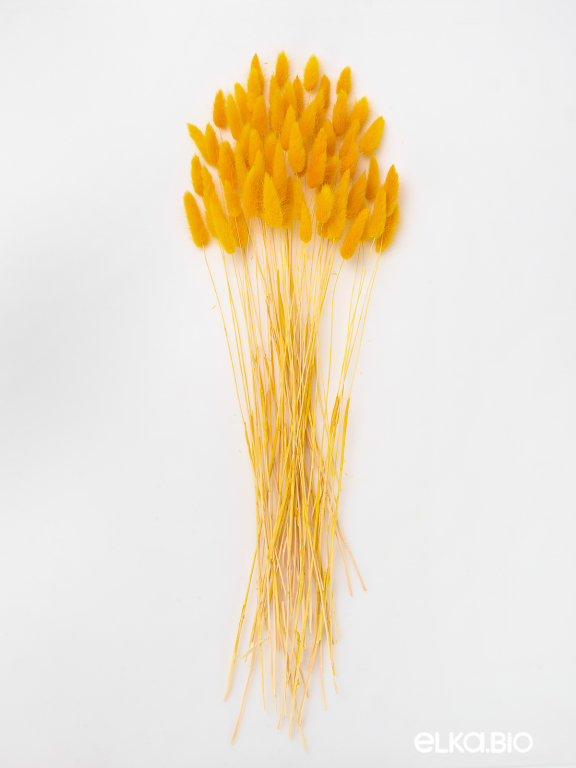 Лагурус тёмно-жёлтый высший сорт - 60 шт