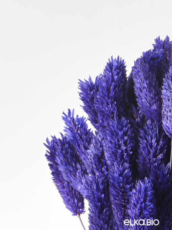 Фалярис тёмно-синий (40шт) М119 Фалярис тёмно-синий (40шт) М119