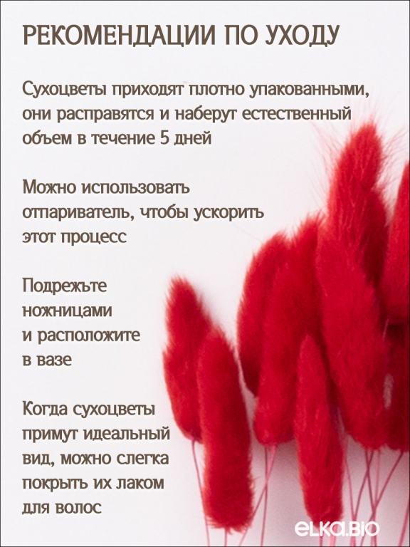 Лагурус красный 30 шт. Высший сорт. Высота 25-35 см М477