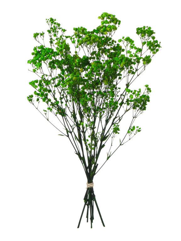 Гипсофила стабилизированная зелёная 50 гр. высший сорт М173 Гипсофила стабилизированная зелёная 50 гр. высший сорт М173