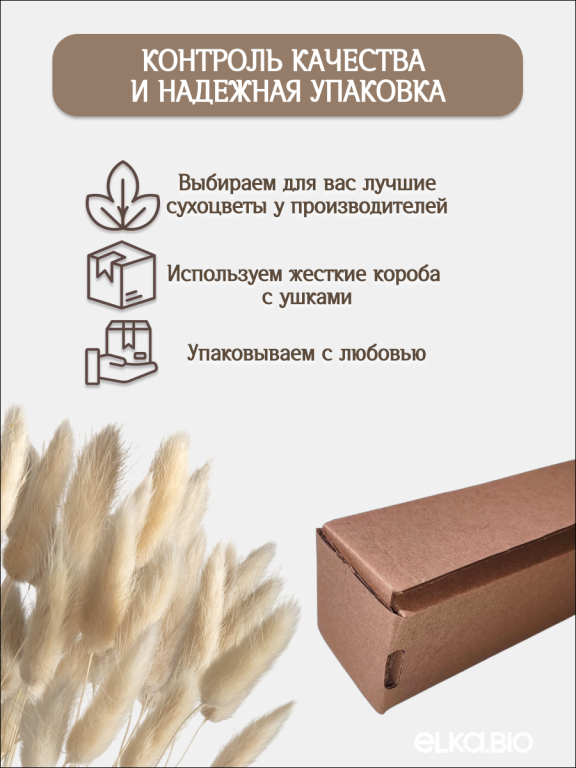 Лагурус белый 60 шт. Высший сорт. Высота 25-35 см М224
