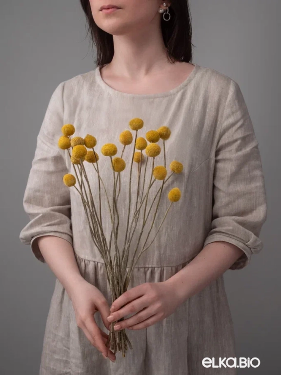 Краспедия (20 шт) 25-35 см М468