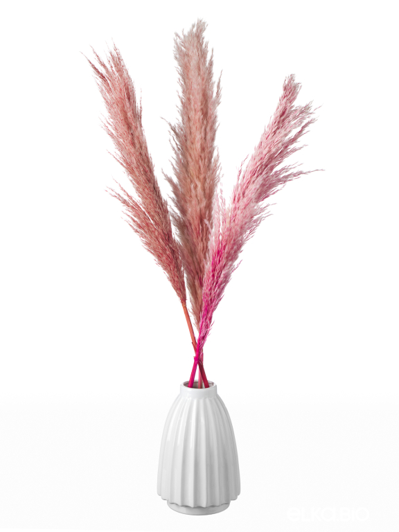 Пампасная трава кортадерия розовая (3 шт) М153