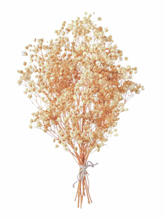 Гипсофила бежевая 50 г. Высший сорт - стабилизированная М493