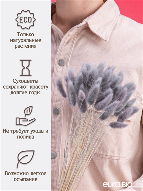 Лагурус серый 60 шт. Высший сорт. Высота 25-35 см М235