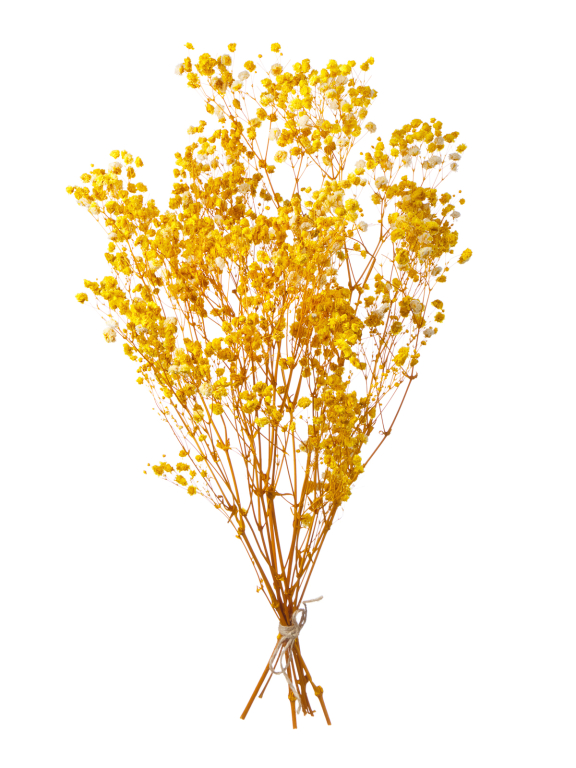 Гипсофила стабилизированная жёлтая 140 гр. высший сорт М160