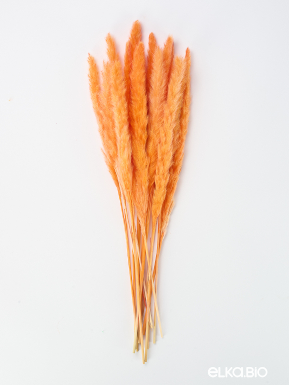 Трава сухоцвет пампас мини 15 шт. оранжевый высший сорт