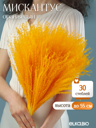 Мискантус оранжевый 30 шт. Высший сорт М275