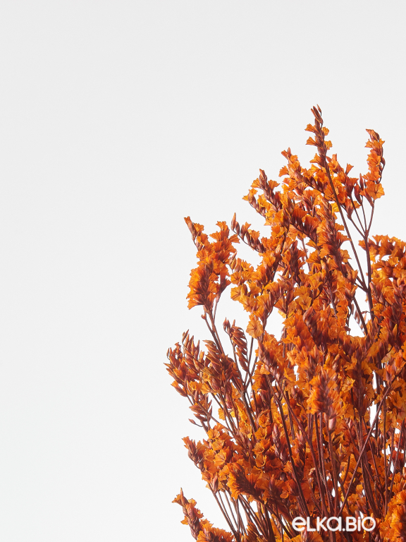 Цветы лимониума оранжевые (80г) М219