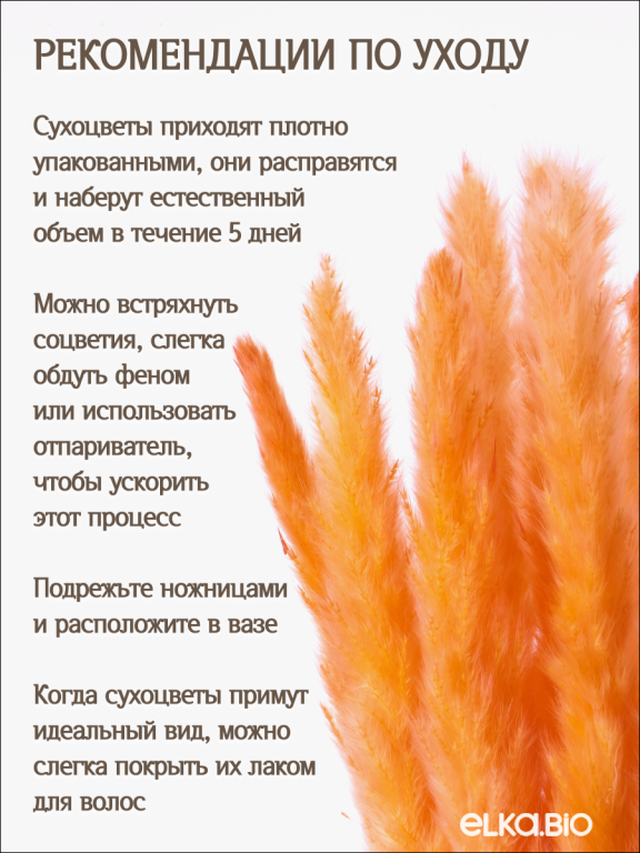 Пампас мини оранжевый 15 шт. Высший сорт. Высота 40-50 см. М032