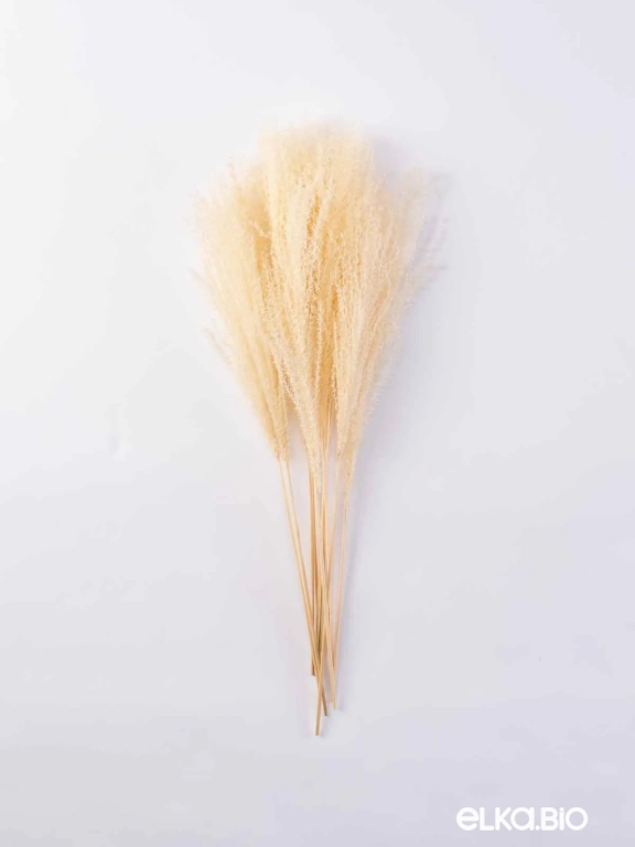 Мискантус светло-бежевый (9-10шт) М039