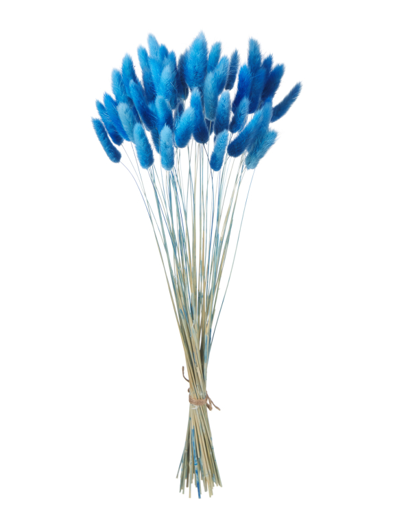 Лагурус синий высший сорт - 60 шт