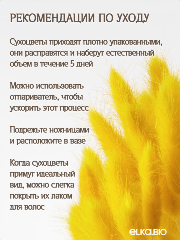 Лагурус жёлтый 60 шт. Высший сорт. Высота 25-35 см М227