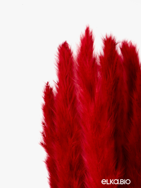 Трава сухоцвет пампас мини 15 шт. тёмно-красный высший сорт