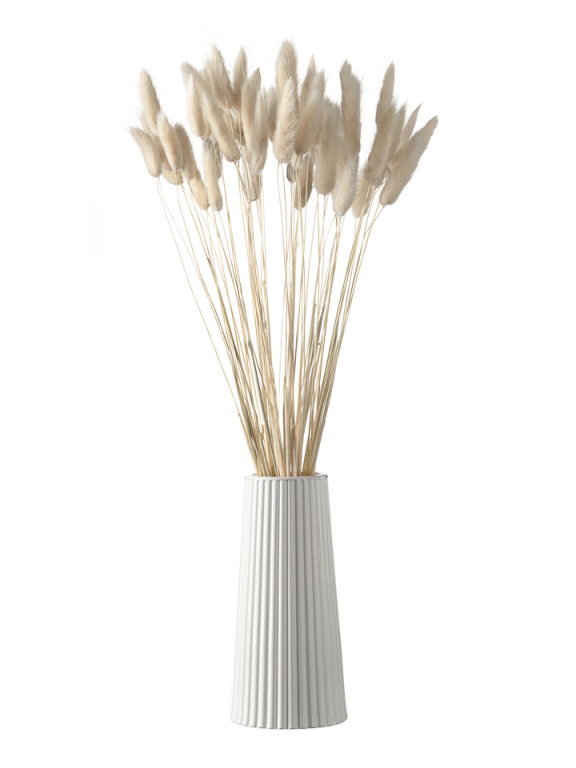 Лагурус белый высший сорт - 60 шт