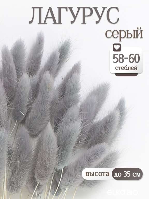 Лагурус серый 60 шт. Высший сорт. Высота 25-35 см М235