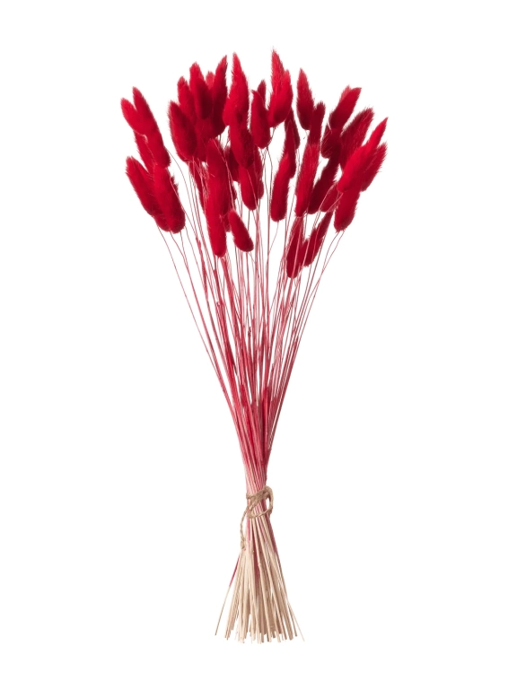 Лагурус красный первый сорт - 300 шт