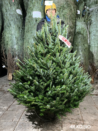 Пихта Фразера срезанная 1.50 - 1.75