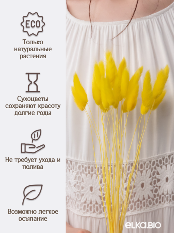 Лагурус жёлтый 30 шт. Высший сорт. Высота 25-35 см М474