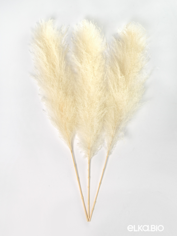 Пампасная трава белая кортадерия (3шт) М149