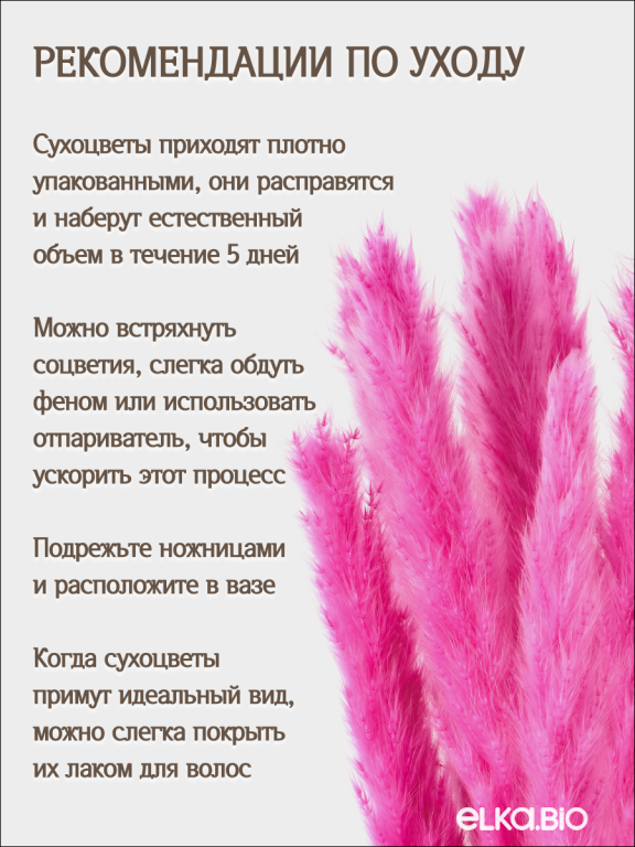 Пампас мини фуксия 15 шт. Высший сорт. Высота 40-50 см. М135