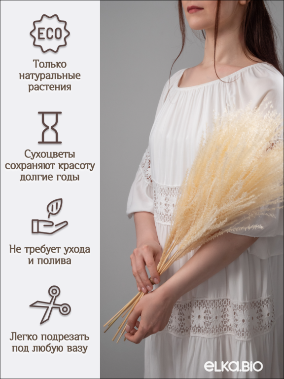 Мискантус светло-бежевый 10 шт. Высший сорт М039