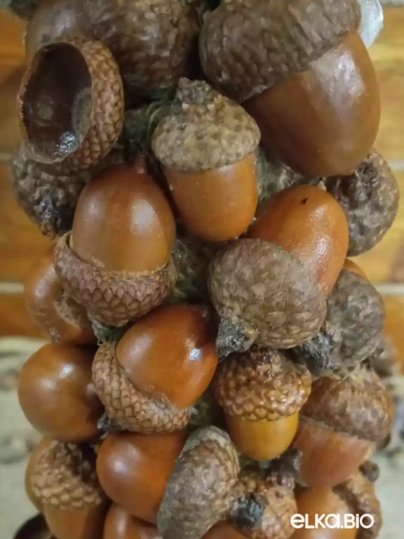 Настольная елочка из желудей красного дуба Желуди П28-В38