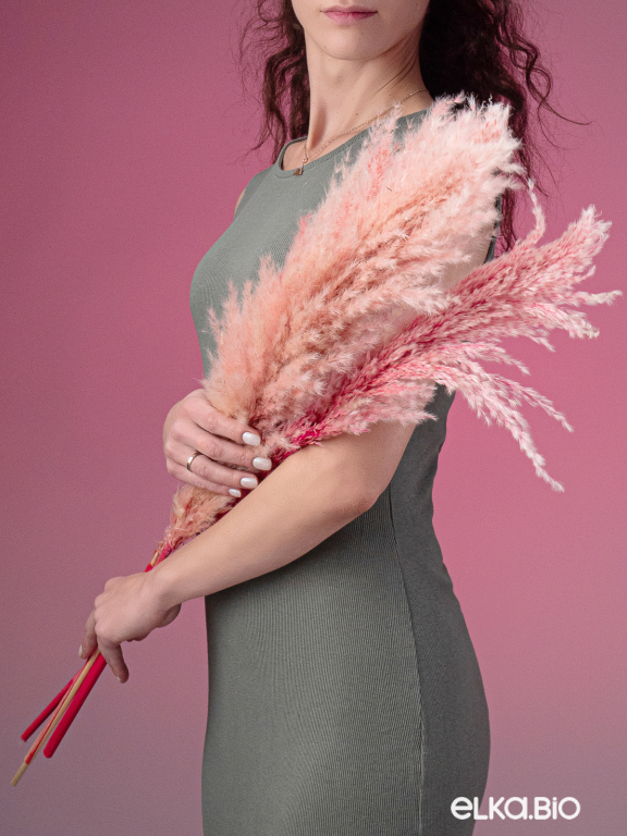 Пампасная трава кортадерия розовая (3 шт) М153