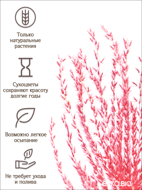 Мискантус розовый 30 шт. Высший сорт М042