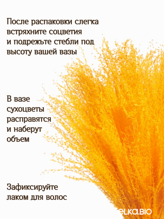 Мискантус оранжевый 30 шт. Высший сорт М275